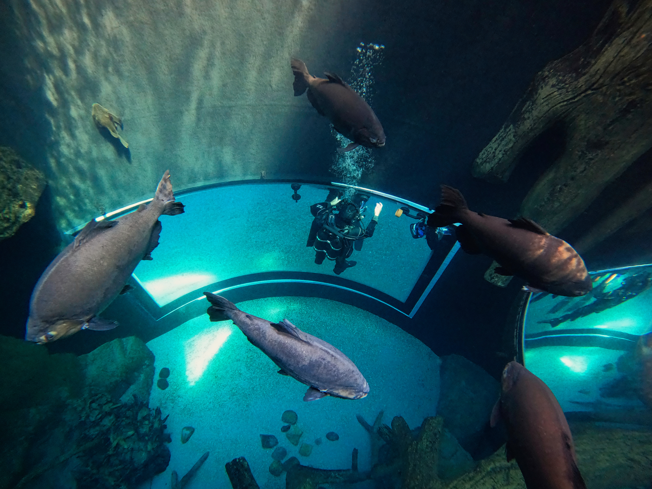 Aquarium maintenance 2